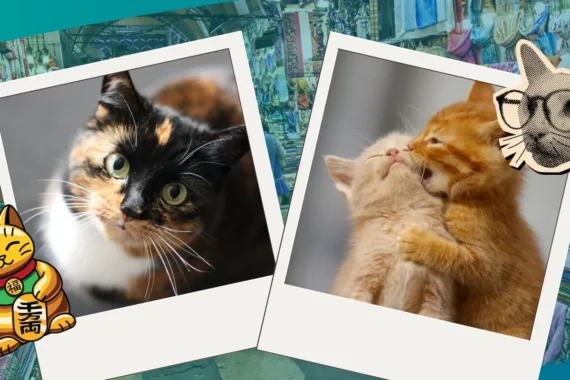 “Mishi Bazar Fest” para el refugio felino Susy Cats