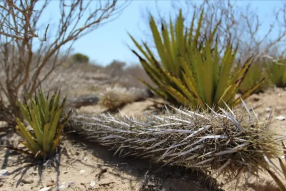 La chirinola mexicana; el cactus migrante que se encuentra en peligro de extinción