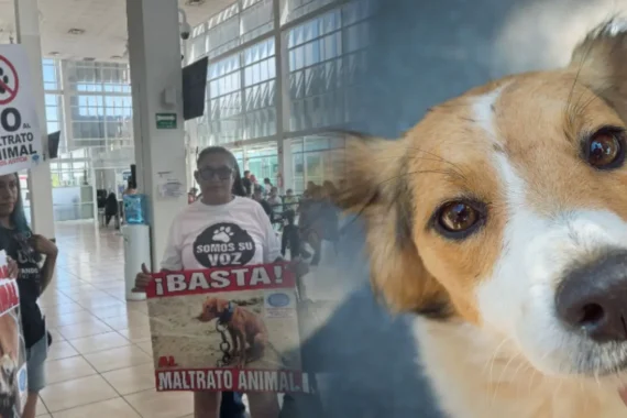 Protestan animalistas contra el maltrato animal en la FGE