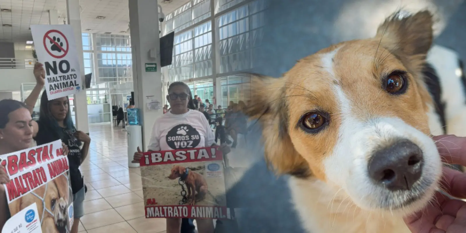 Protestan animalistas contra el maltrato animal en la FGE