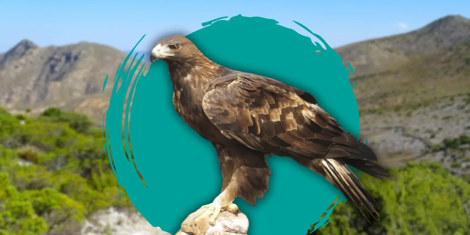 Águila real: guardiana del equilibrio ecológico en Chihuahua