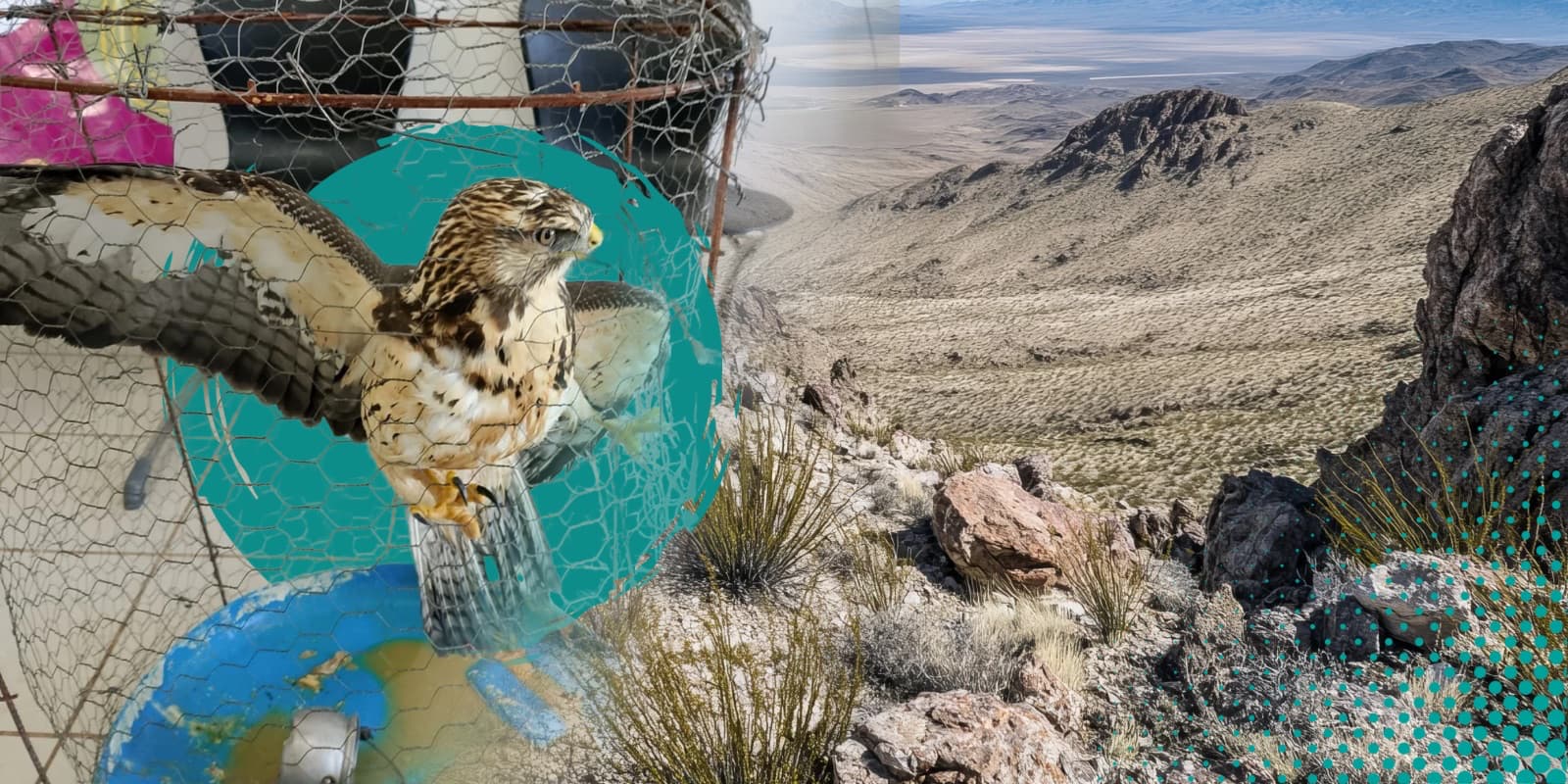 Suman 368 animales entregados a PROFEPA en Juárez