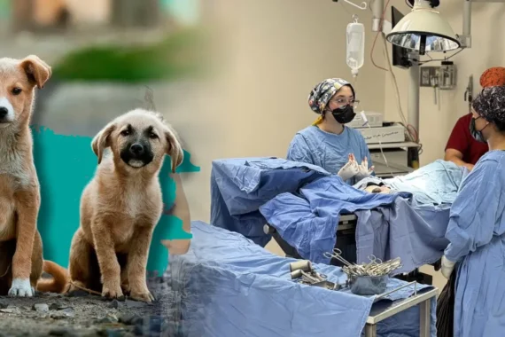 Entre la ética y la enseñanza, la UACJ privilegia el bienestar animal