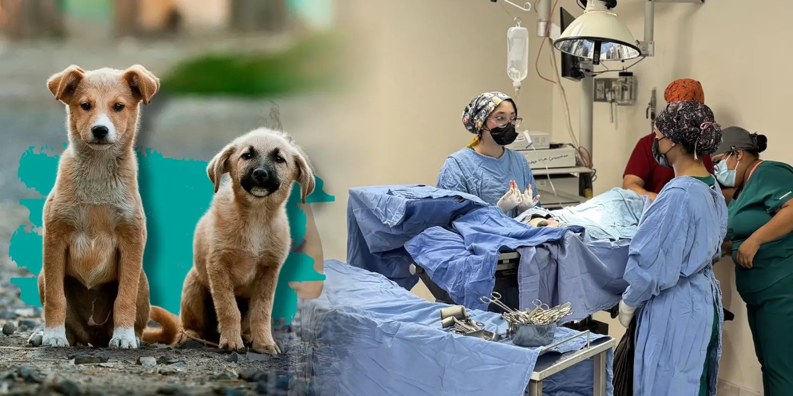 Entre la ética y la enseñanza, la UACJ privilegia el bienestar animal