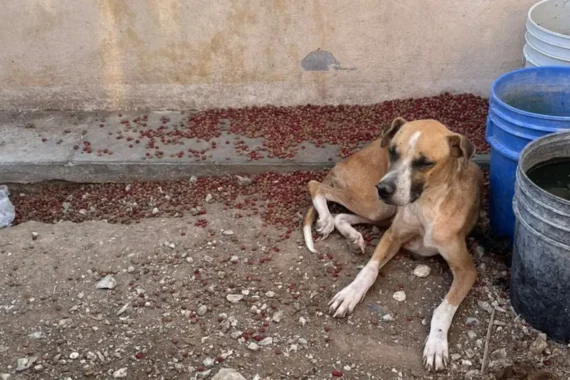Rescatan 14 mascotas; hallan gatos muertos y restos de otros animales