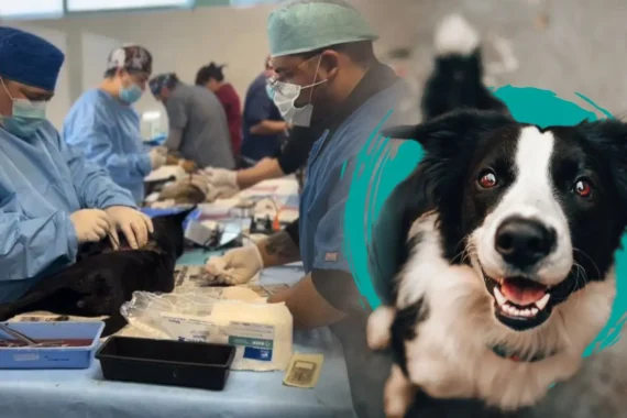 Realizan 4 mil cirugías en campañas de esterilización masiva en este 2025