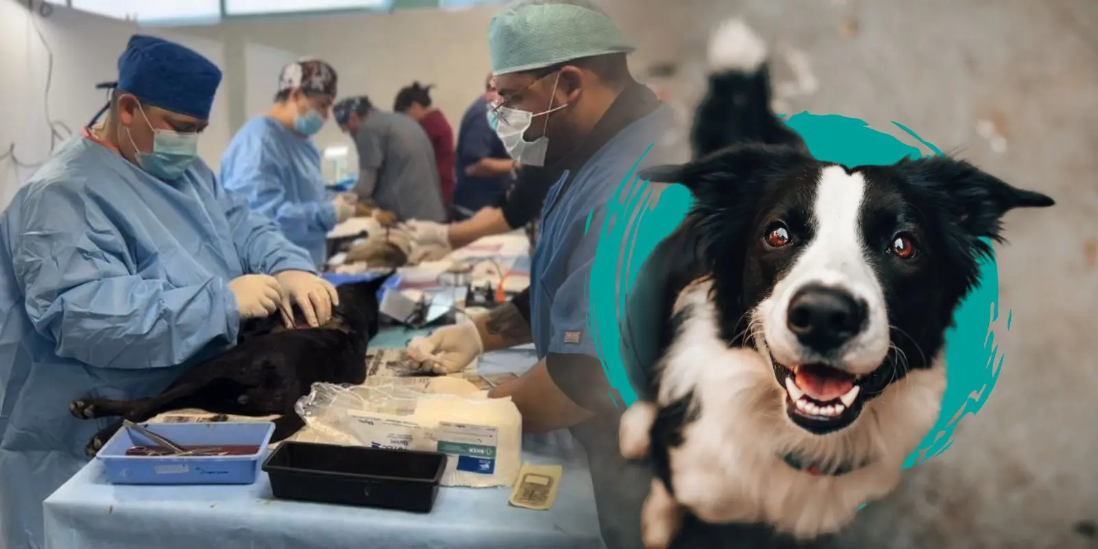 Realizan 4 mil cirugías en campañas de esterilización masiva en este 2025