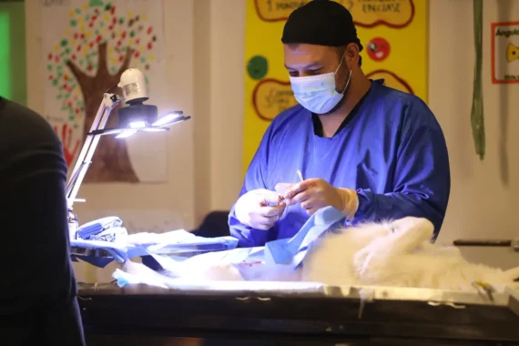 Más esterilizaciones, menos abandono