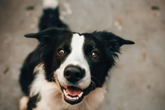 Exhortan a la comunidad a prevenir garrapatas en mascotas