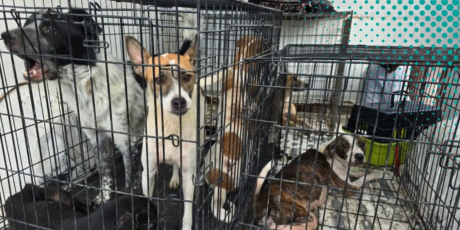 Aseguró FGE 19 animales en situación de maltrato en Juárez