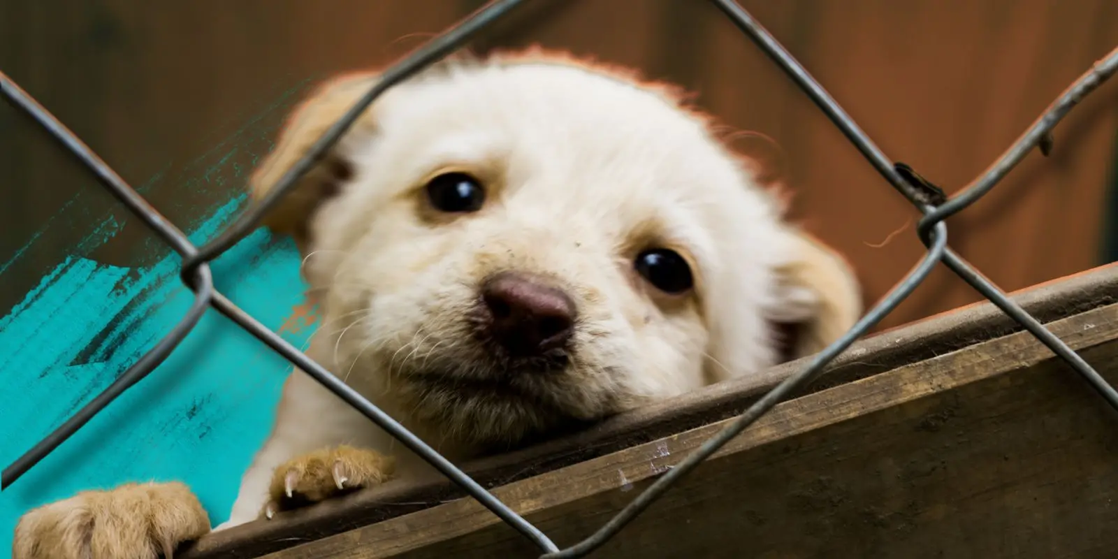 Adopta, no compres: más de 70 perritos en espera de un hogar
