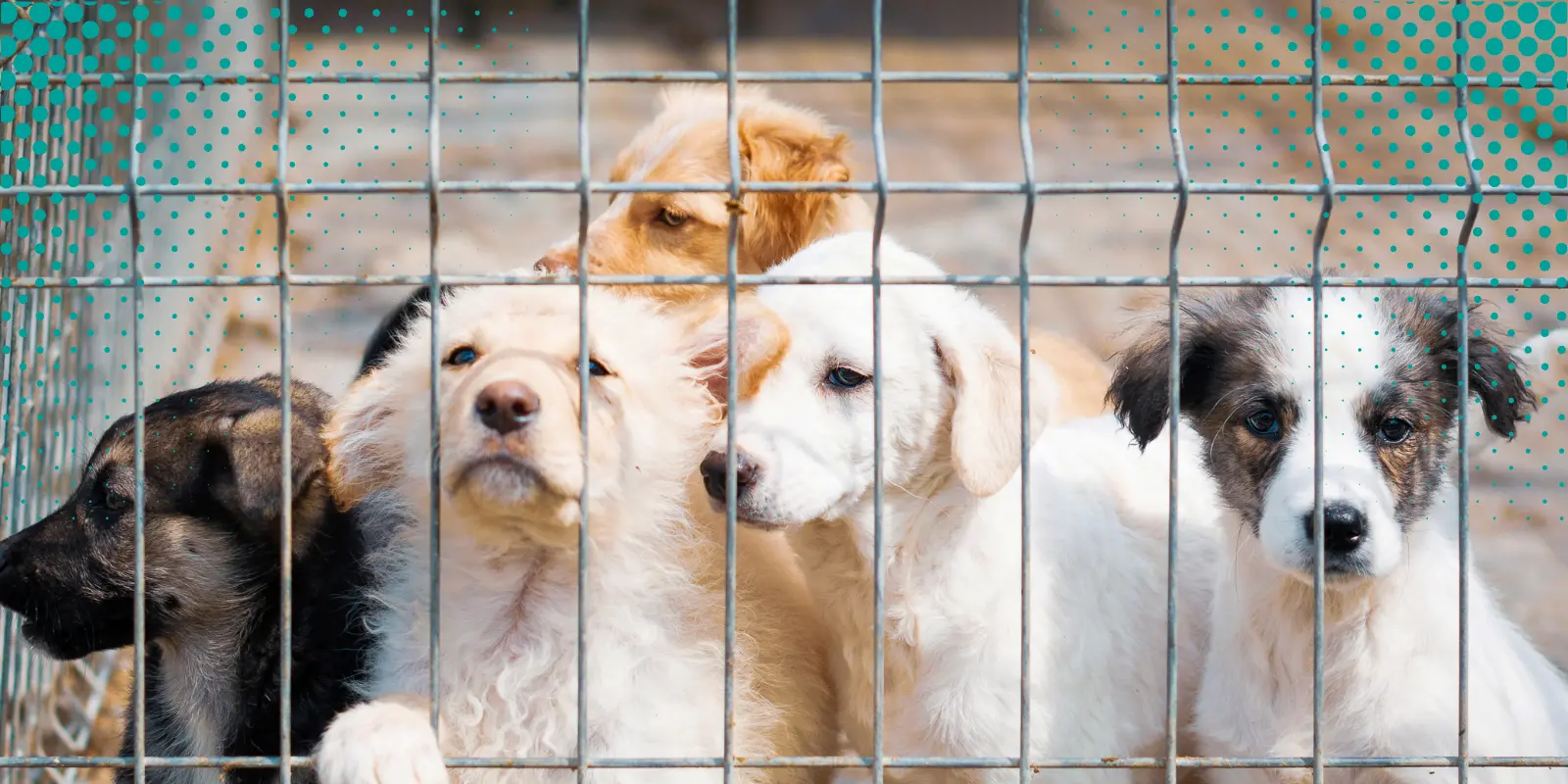 Aumentan denuncias por maltrato animal; DABA pide castigos ejemplares