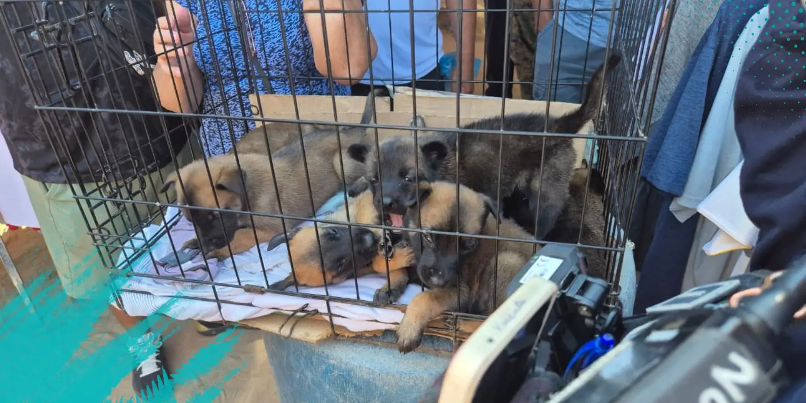 Decomisan animales por venta ilegal en el Mercado San Pancho