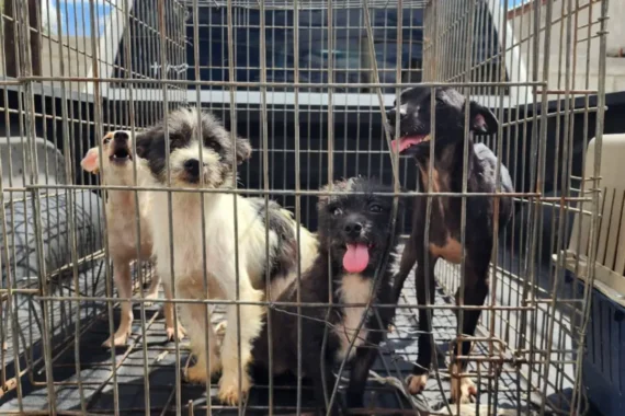 Registra DABA más de 3,300 denuncias por maltrato y abandono