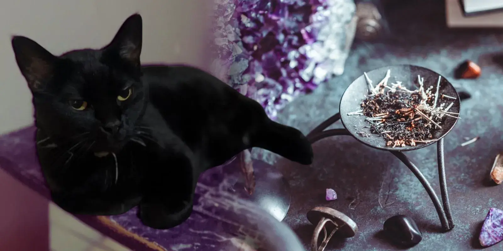 Gatos negros en octubre: la peligrosa tradición que pone en riesgo a los felinos