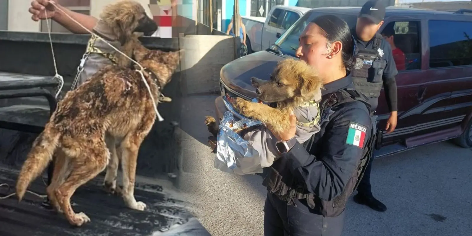 Rescatan a dos perritos tras incendio en vivienda en Villas del Sur ...